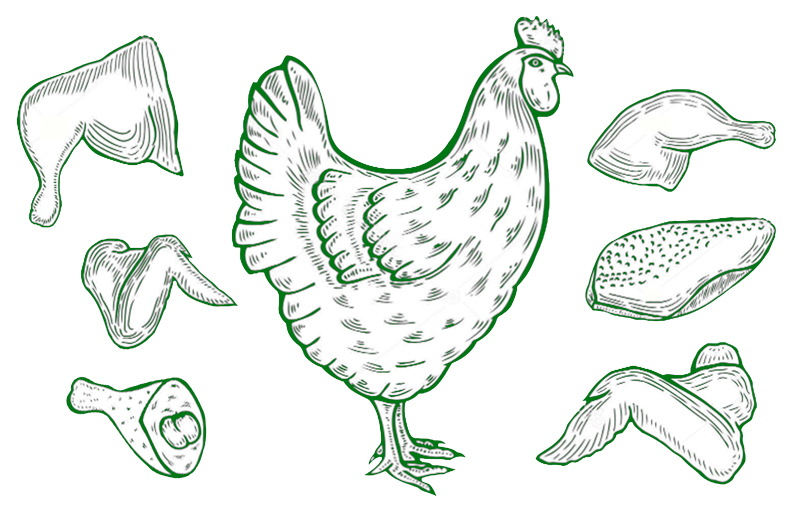 PoultryIllustration